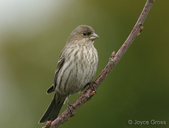 Haemorhous mexicanus