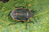 Chlorochroa ligata