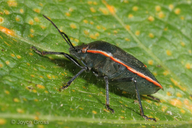 Chlorochroa ligata