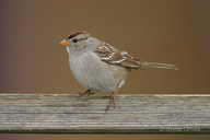 Zonotrichia leucophrys