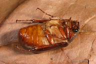 Phyllophaga sp.