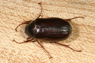 Phyllophaga sp.