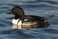Lophodytes cucullatus x Bucephala sp.