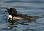 Lophodytes cucullatus x Bucephala sp.