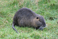 Myocastor coypus