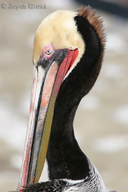 Pelecanus occidentalis