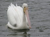 Pelecanus erythrorhynchos