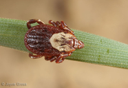 Dermacentor variabilis