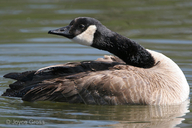 Branta canadensis