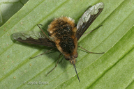 Bombylius major