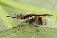 Bombylius major