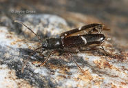 Phymatodes vulneratus