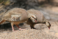 Alectoris chukar