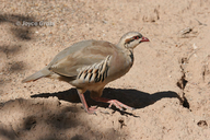 Alectoris chukar