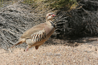 Alectoris chukar
