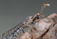 Myrmeleontidae