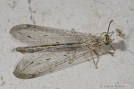 Myrmeleontidae