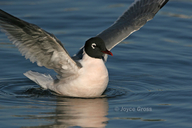 Leucophaeus pipixcan