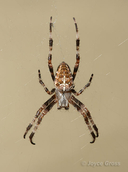 Araneus diadematus