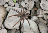 Dolomedes sp.