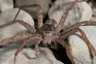 Dolomedes sp.