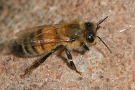 Apis mellifera