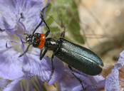 Lytta auriculata