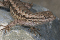 Sceloporus occidentalis