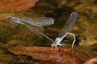 Argia lugens