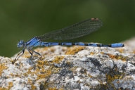 Argia vivida