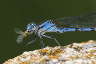 Argia vivida