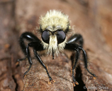 Laphria flavicollis