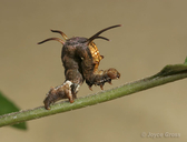 Nematocampa resistaria