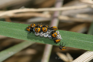 Murgantia histrionica