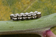 Murgantia histrionica