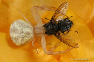 Thomisidae