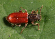 Zenodosus sanguineus