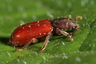 Zenodosus sanguineus