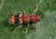 Enoclerus rosmarus