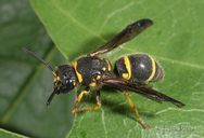 Ancistrocerus campestris