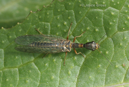 Raphidiidae