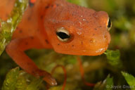 Notophthalmus viridescens