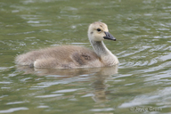 Branta canadensis