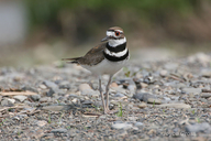 Charadrius vociferus