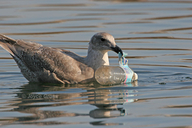 Larus glaucescens