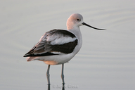 Recurvirostra americana