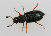 Necrobia rufipes