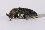 Dermestes talpinus