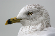 Larus delawarensis