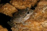 Pseudacris cadaverina